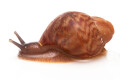 Archachatina porphyrostoma Nigeria B juvenil, 2 cm